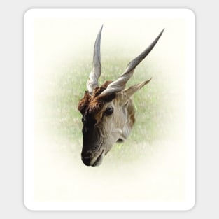 Eland antelope Sticker